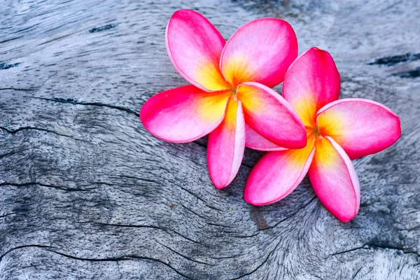 Plumeria — Stock Photo, Image