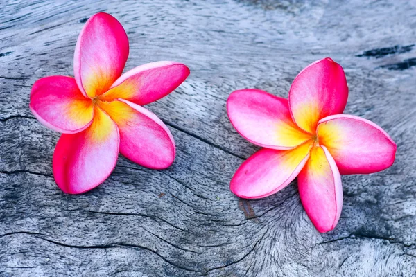 Plumeria — Foto Stock