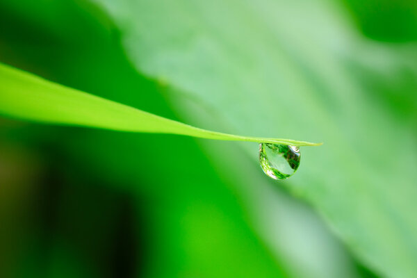 Water dew drops
