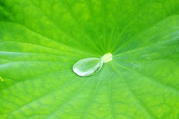 Hoja de loto — Foto de Stock