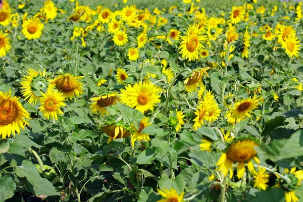 Campo de girasol — Foto de Stock