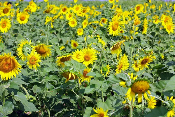 Campo de girasol — Foto de Stock