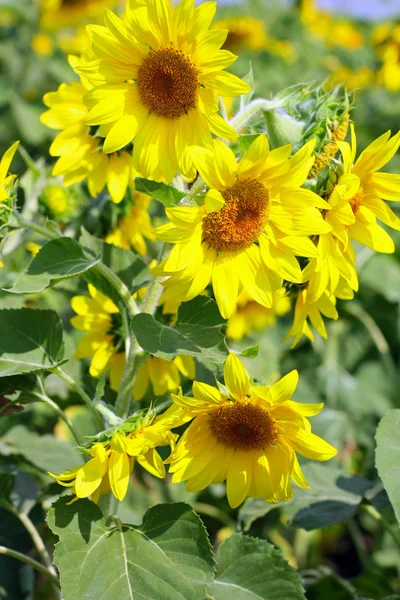 Sunflower field — Stock Photo, Image