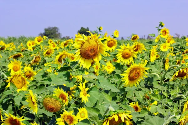 Sunflower field — Stock Photo, Image