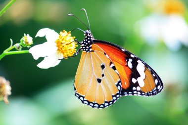 Kral kelebeği bir çiçeğin üzerinde