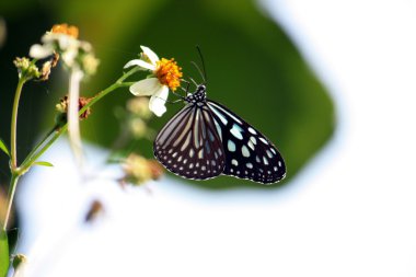 Kral kelebeği bir çiçeğin üzerinde