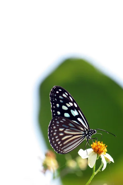 花の上のモナーク蝶 — ストック写真