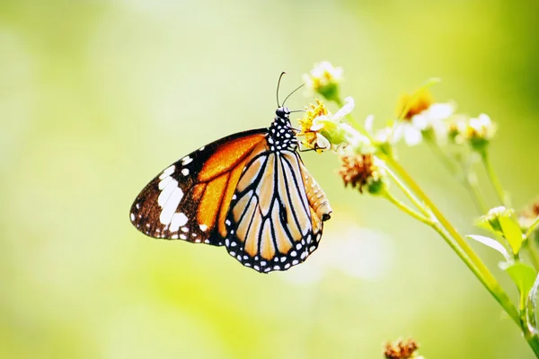 Butterfly — Stock Photo, Image