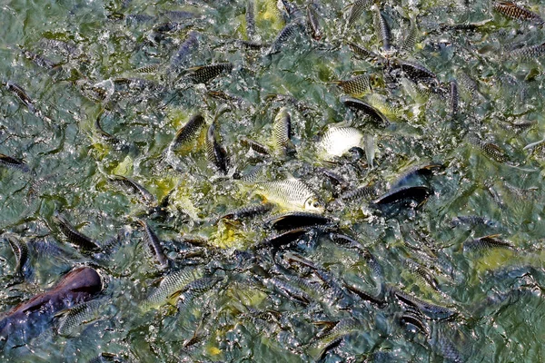 Рыба в чистой воде — стоковое фото