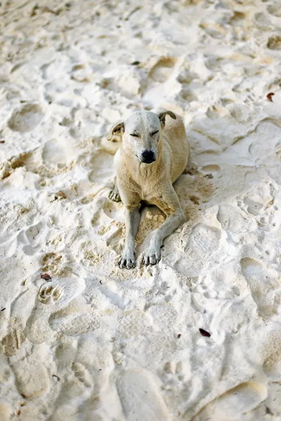 Un bel cane nella sabbia — Foto Stock