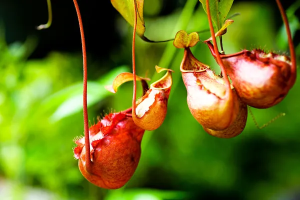 Nepenthes veya maymun bardak