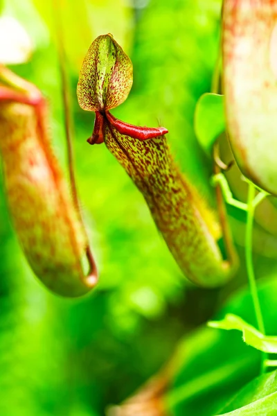 Nepenthes ou tasses à singes — Photo