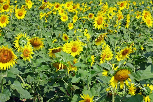 Campo de girasol — Foto de Stock