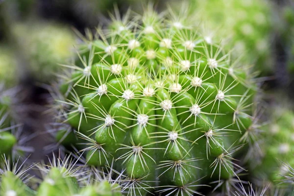 Cactus Plant — Stock Photo, Image