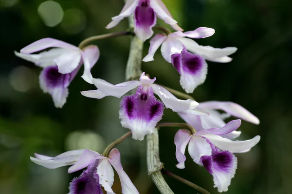 Orquídea silvestre en Tailandia —  Fotos de Stock