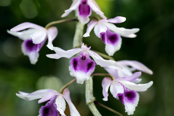 Wild orchid in Thailand — Stock Photo, Image