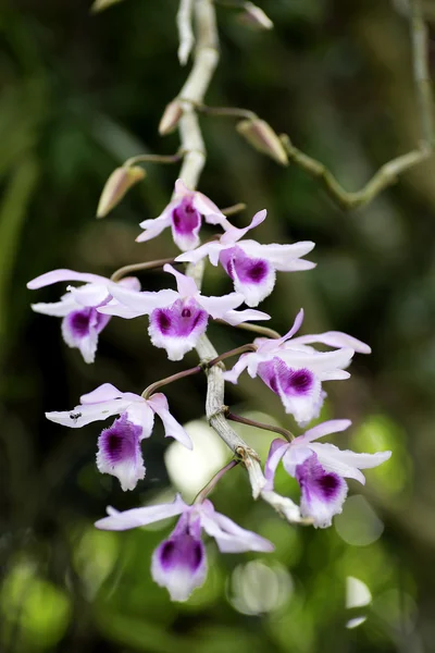 Orchidea selvatica in Thailandia — Foto Stock