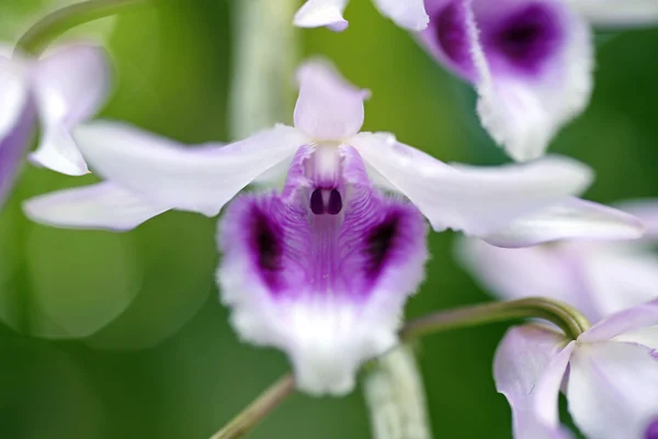 Divoká orchidej v Thajsku — Stock fotografie