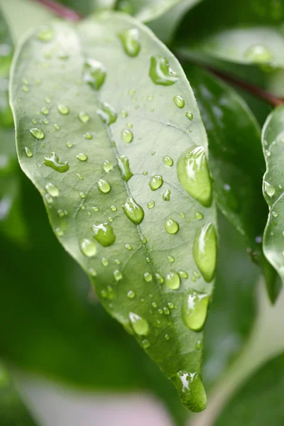 Hoja verde — Foto de Stock