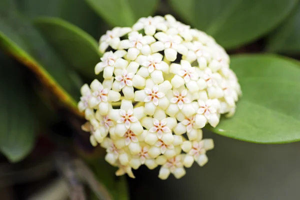 Flower Hoya — Stock Photo, Image