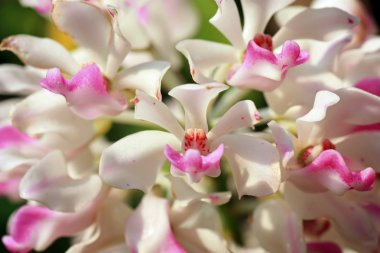 yabani orkide Tayland