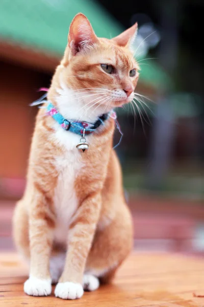 肖像画の猫 — ストック写真