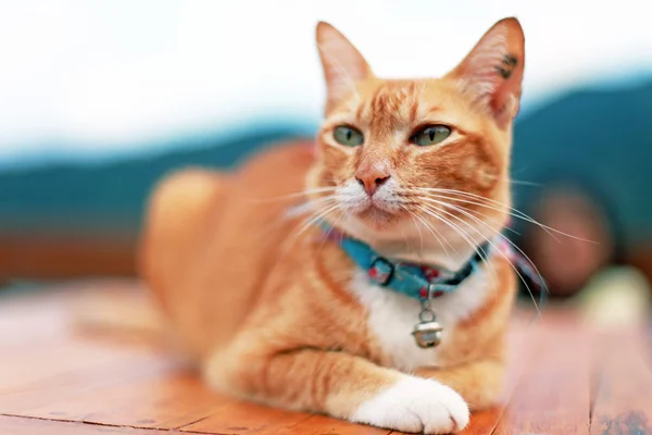 Gato retrato — Fotografia de Stock