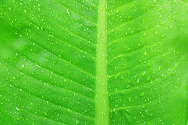 Green leaf — Stock Photo, Image