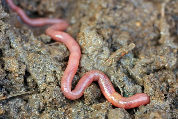 Gusanos de tierra — Foto de Stock