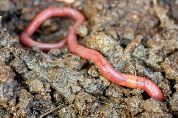 Gusanos de tierra — Foto de Stock