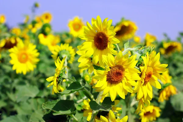 Girasol — Foto de Stock