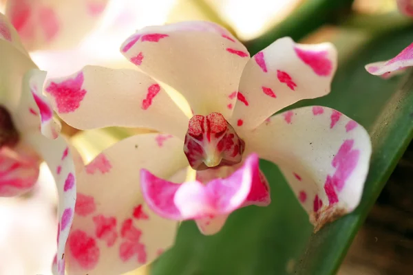 Divoká orchidej v Thajsku — Stock fotografie