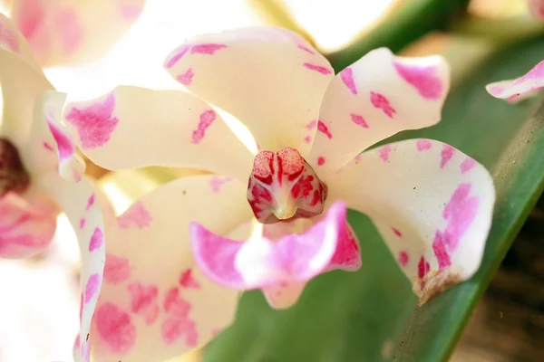 Orchidea selvatica in Thailandia — Foto Stock
