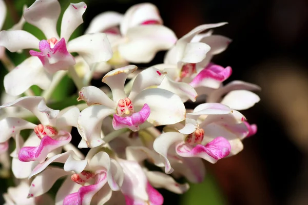 Divoká orchidej v Thajsku — Stock fotografie