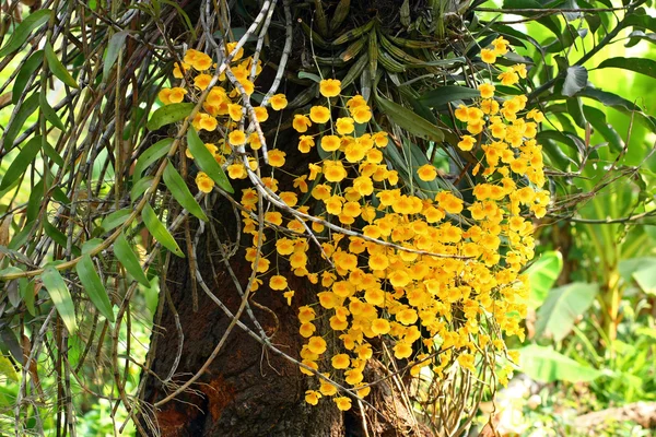 Orquídea selvagem — Fotografia de Stock