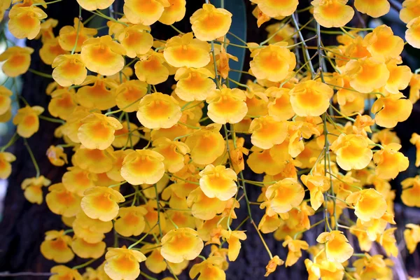 Orquídea selvagem — Fotografia de Stock