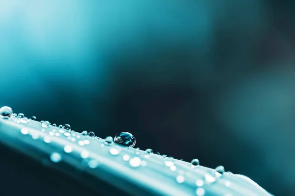 Gotas Água Nas Folhas Durante Estação Chuvosa — Fotografia de Stock