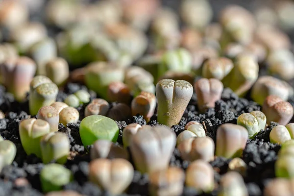 Litoplar Popüler Yenilikçi Bitkileridir Birçok Sulu Yetiştirici Koleksiyonlarını Korur — Stok fotoğraf