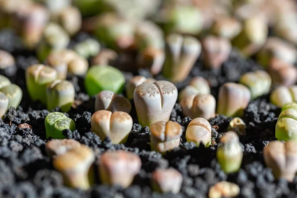 Litoplar Popüler Yenilikçi Bitkileridir Birçok Sulu Yetiştirici Koleksiyonlarını Korur — Stok fotoğraf