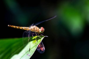 Arka plandaki yusufçuk sineği