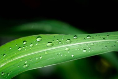 Yağmur ormanlarının yağmur mevsiminde yaprakların üzerindeki su damlacıkları 