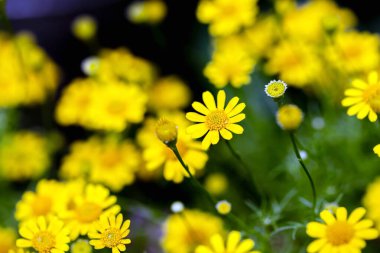 Sonbahar çiçekleri ve güzel yapraklar
