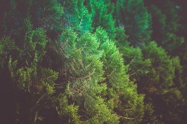 Oryantal Ağaç Gün boyunca arkaplan için