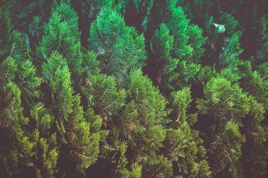 Oryantal Ağaç Gün boyunca arkaplan için