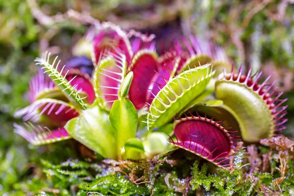 Macro Venus Flytrap Plant — Stock Photo, Image