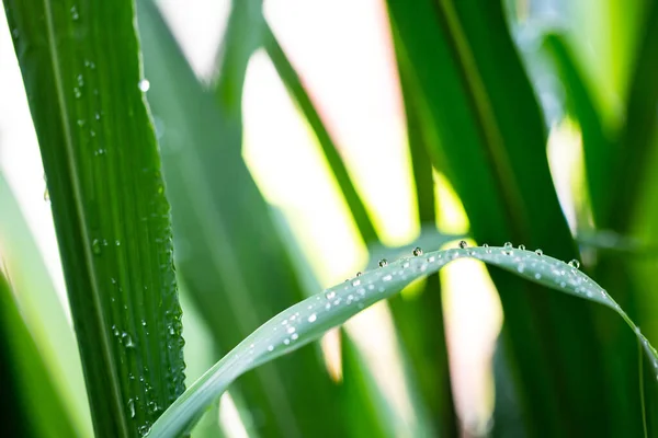 雨期の雨林の葉の水滴 — ストック写真