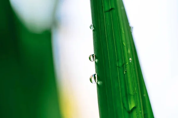 雨期の雨林の葉の水滴 — ストック写真