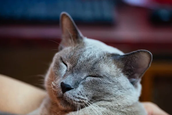 Gato Cinza Deitado Sol Pela Manhã — Fotografia de Stock