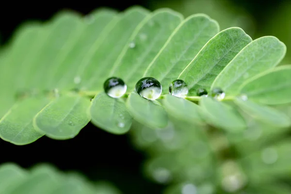 Waterdruppels Bladeren Tijdens Het Regenseizoen Van Het Regenwoud — Stockfoto