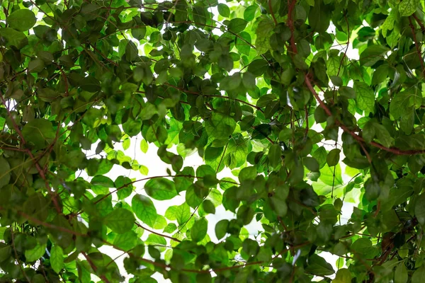 Leaves Strange Shapes Patterns — Stock Photo, Image